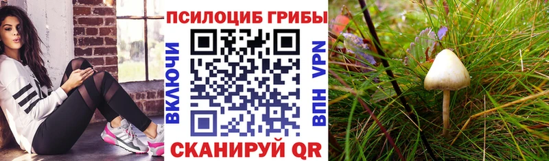 Галлюциногенные грибы Cubensis  Кологрив 